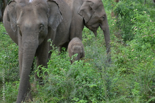 Wasgamuwa National Park Safari