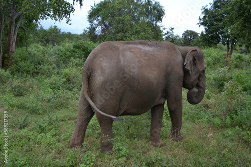 Wasgamuwa National Park Safari