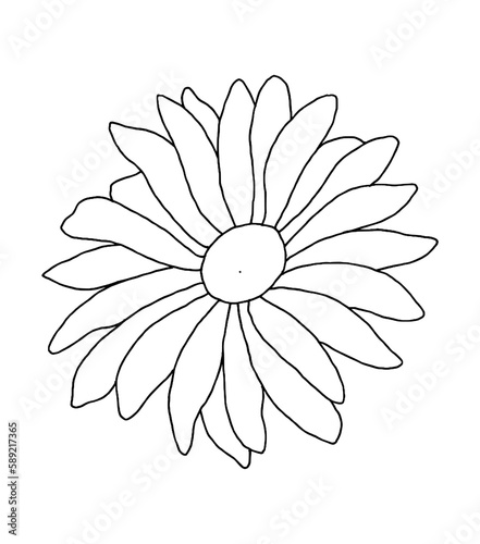 Hand drawn of daisy on white background. Flower outline style. Vintage vector illustration.