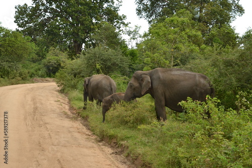 Wasgamuwa National Park Safari