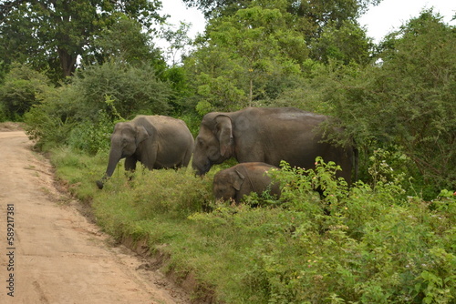 Wasgamuwa National Park Safari