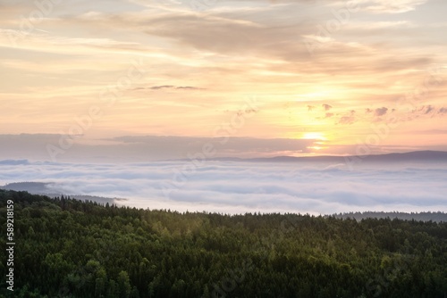 Mesmerizing sunrise over a forest and a blanket of fog
