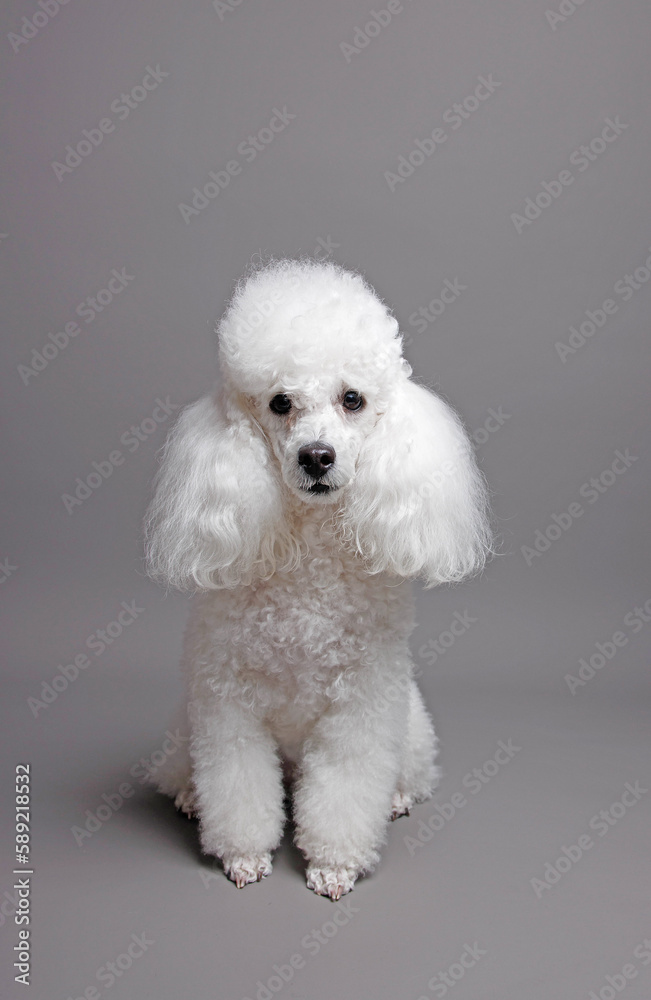 Portrait of a white poodle. Isolated on gray background Portrait of a white poodle. Isolated on gray background