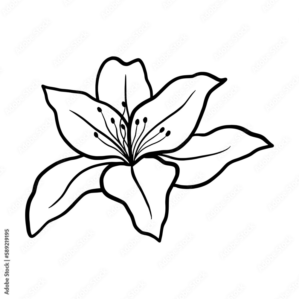 Hand drawn of tulip on white background. Flower outline style. Vintage vector illustration.