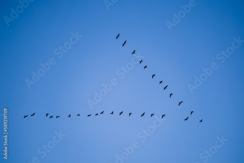 A group of birds flying or migrating across a blue sky