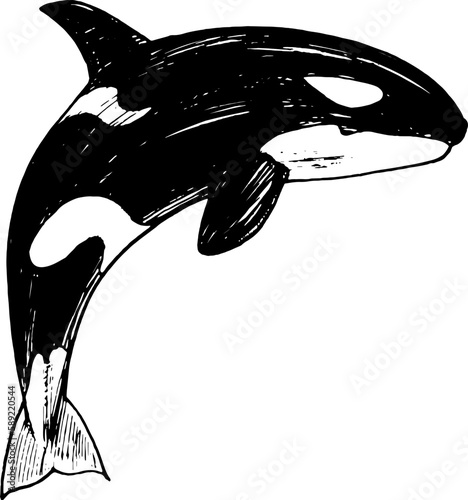 Hand Drawn Orca Or Killer Whale. Sketched Illustration
