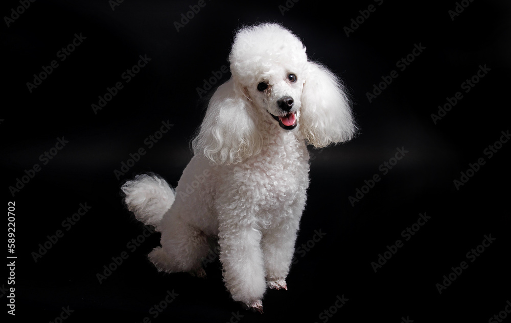 Studio shot of a white mini poodle on black background