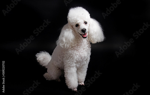 Studio shot of a white mini poodle on black background