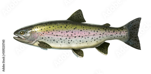 Big rainbow trout. River fish side view, illustration isolate realistic.