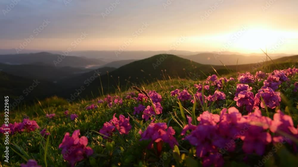 Flowers on the ground, evening time. Majestic Carpathian Mountains landscape view. Flowers on the ground, evening time. Majestic Carpathian Mountains landscape view.