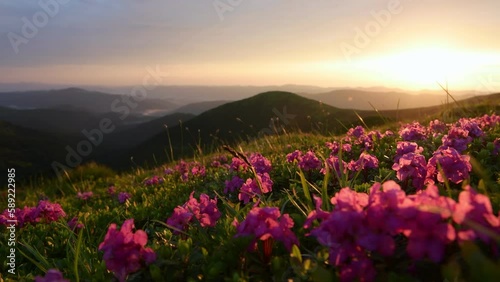 Flowers on the ground, evening time. Majestic Carpathian Mountains landscape view.