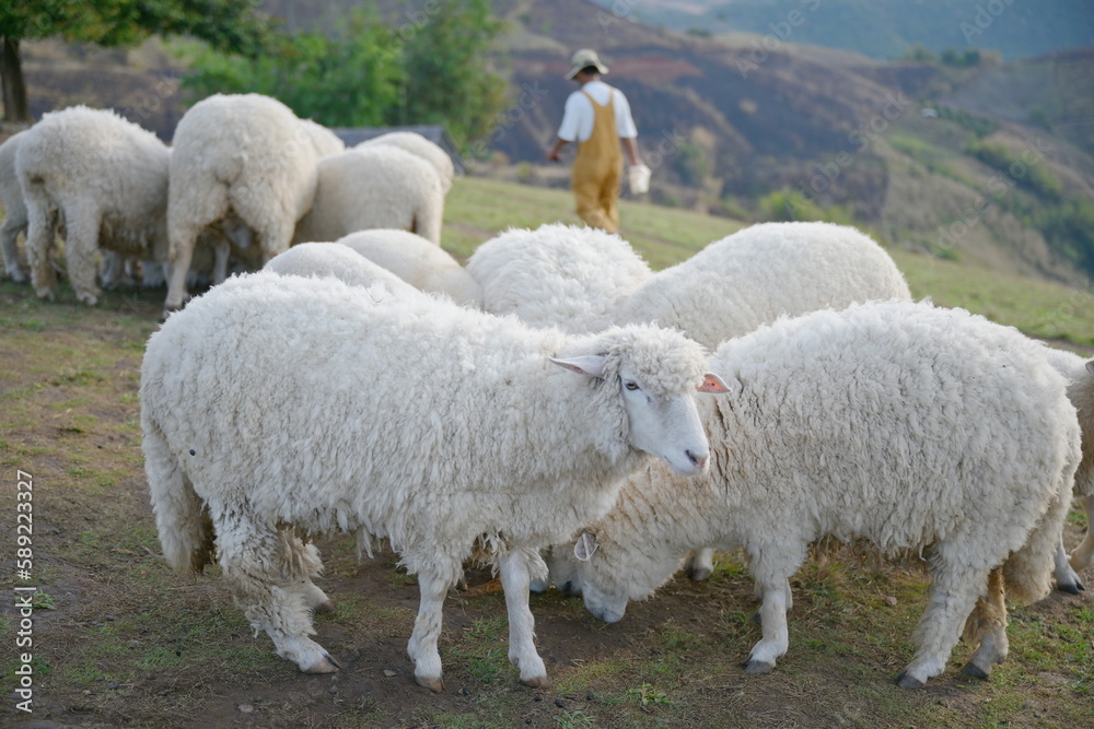 Corridel sheep herd He was bending down to eat the pellets and the green grass that the officials brought on the ground. Sheep are herbivorous ruminants. And can eat food that is pressed into tablets. Corridel sheep herd He was bending down to eat the pellets and the green grass that the officials brought on the ground. Sheep are herbivorous ruminants. And can eat food that is pressed into tablets.