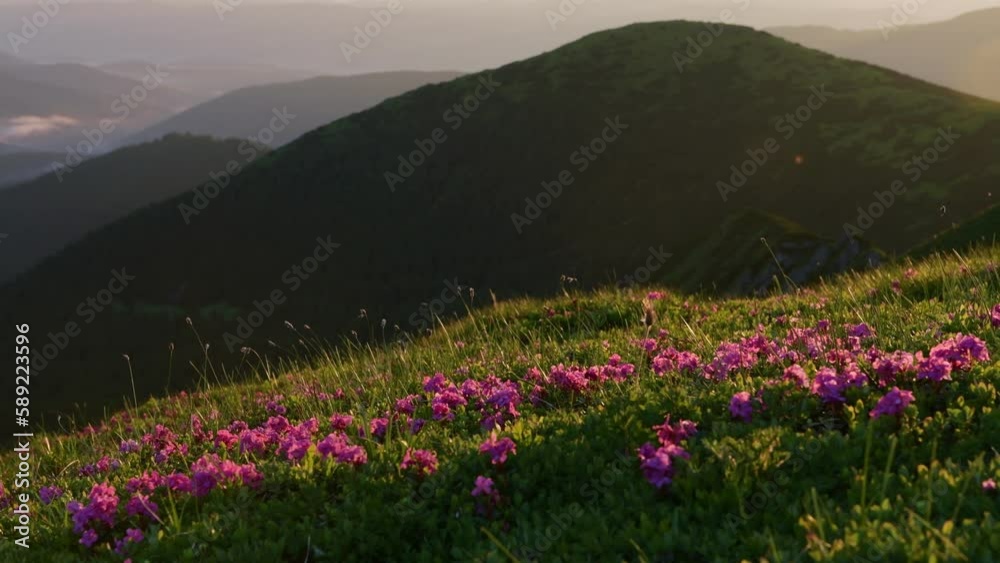 View of the flowers and panorama. Majestic Carpathian Mountains landscape. View of the flowers and panorama. Majestic Carpathian Mountains landscape.