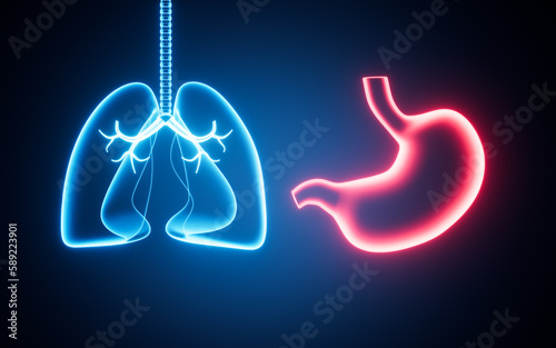Human lung and stomach structures, 3d rendering.