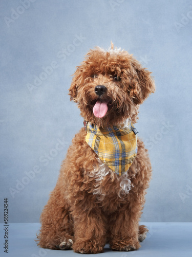 poodle on a blue background. curly dog in photo studio. Maltese, poodle