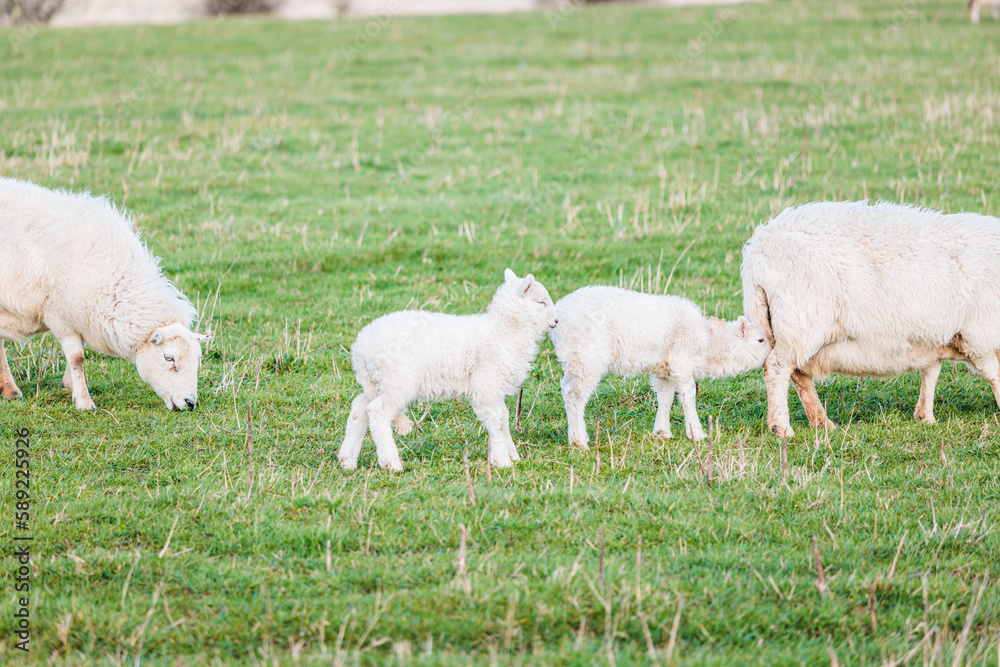 Obraz premium Baby sheep and family in farm, meadow in spring