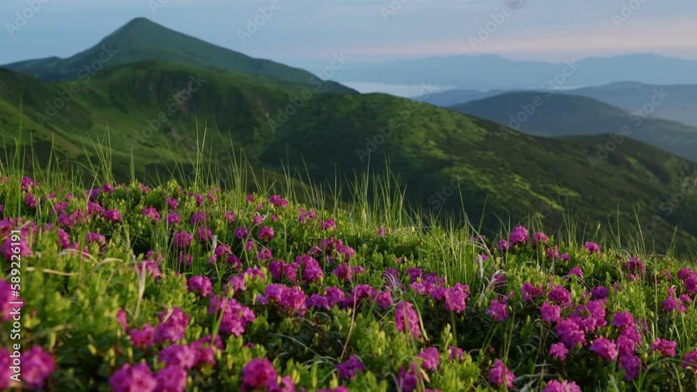 View of the flowers and panorama. Majestic Carpathian Mountains landscape. View of the flowers and panorama. Majestic Carpathian Mountains landscape.