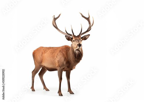 Red deer stag in front of a white background, Created using generative AI tools.