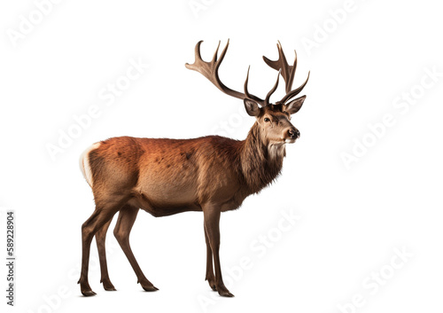 Red deer stag in front of a white background, Created using generative AI tools.