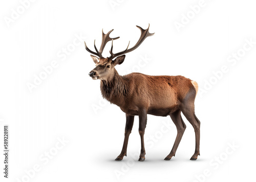 Red deer stag in front of a white background   Created using generative AI tools.