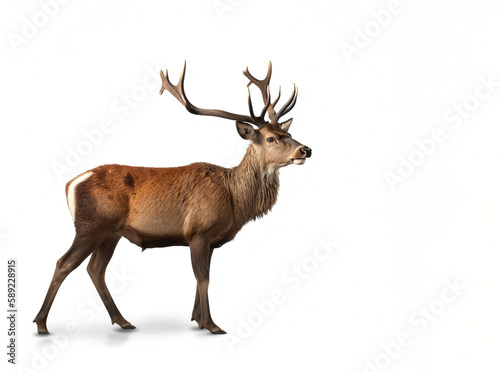 Red deer stag in front of a white background,  Created using generative AI tools. © © Raymond Orton