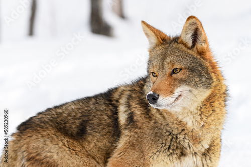 Coyote (Canis latrans) Looks Back Down Body to Left Ears Up Winter © geoffkuchera