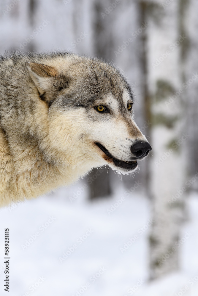 Wolf (Canis lupus) Head Against Frosty Woods Winter