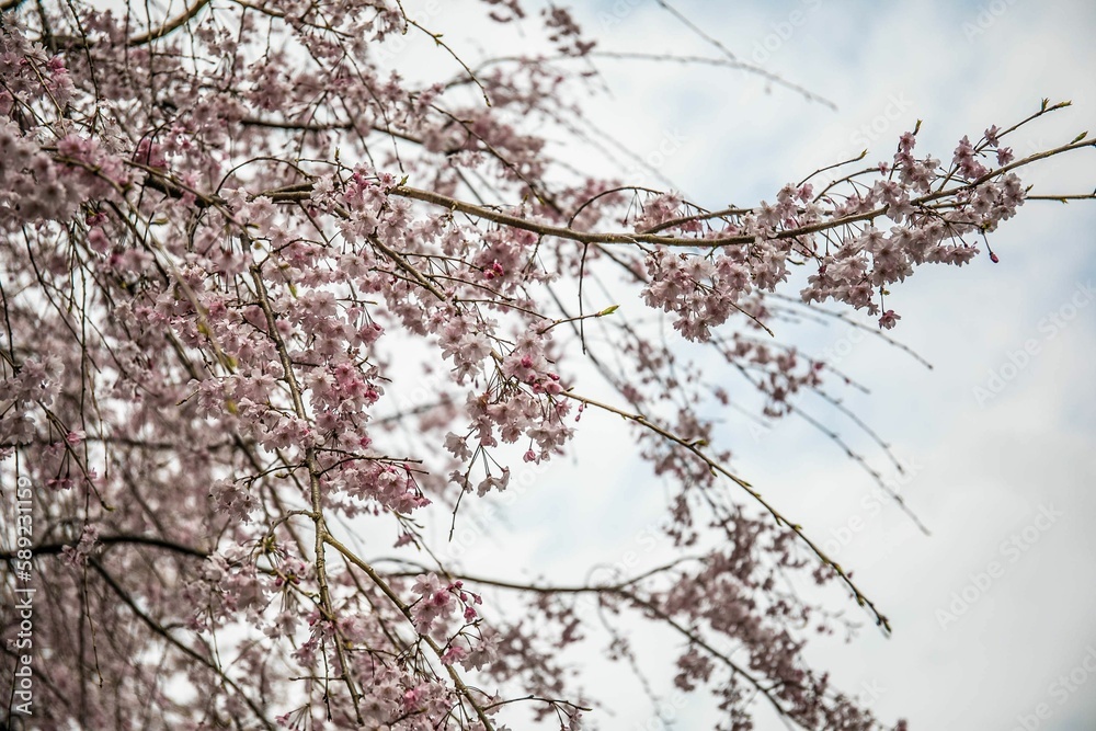 桜 桜