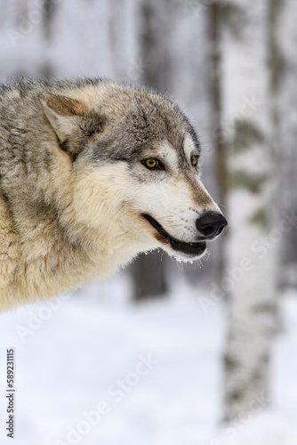 Wolf (Canis lupus) Head Against Frosty Woods Winter © geoffkuchera