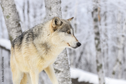 Wolf (Canis lupus) Looks Right in Frosty Woods Winter © geoffkuchera