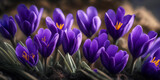 Background of violet crocuses closeup