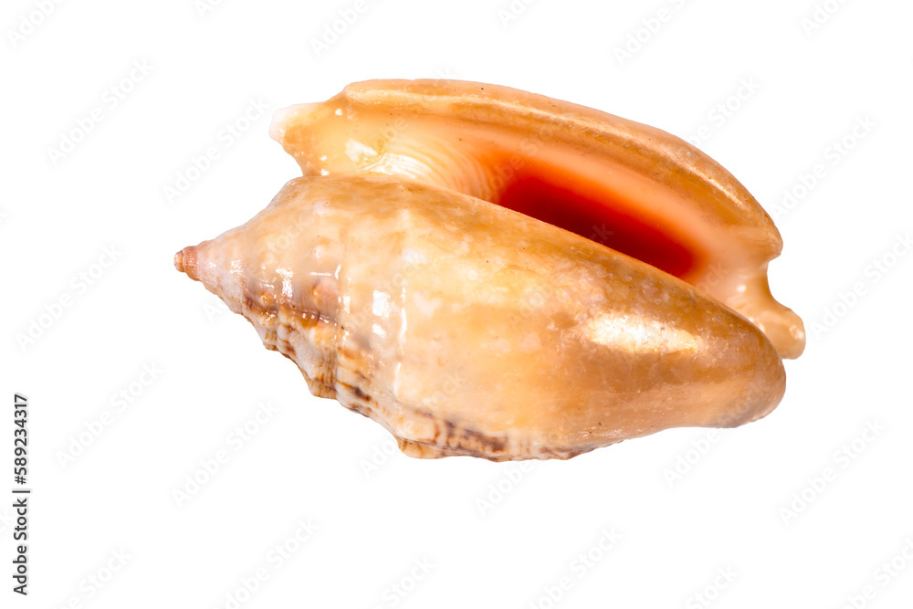 isolated shell of mussel over transparent background isolated shell of mussel over transparent background