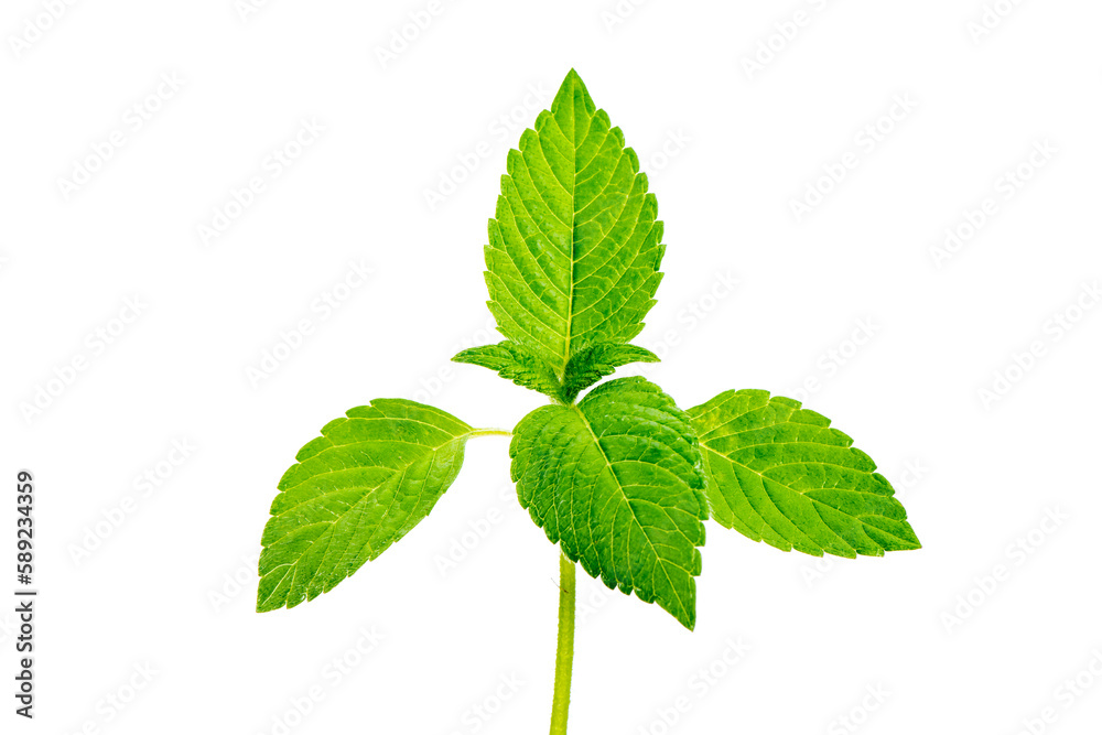 isolated green leaves over transparent background isolated green leaves over transparent background