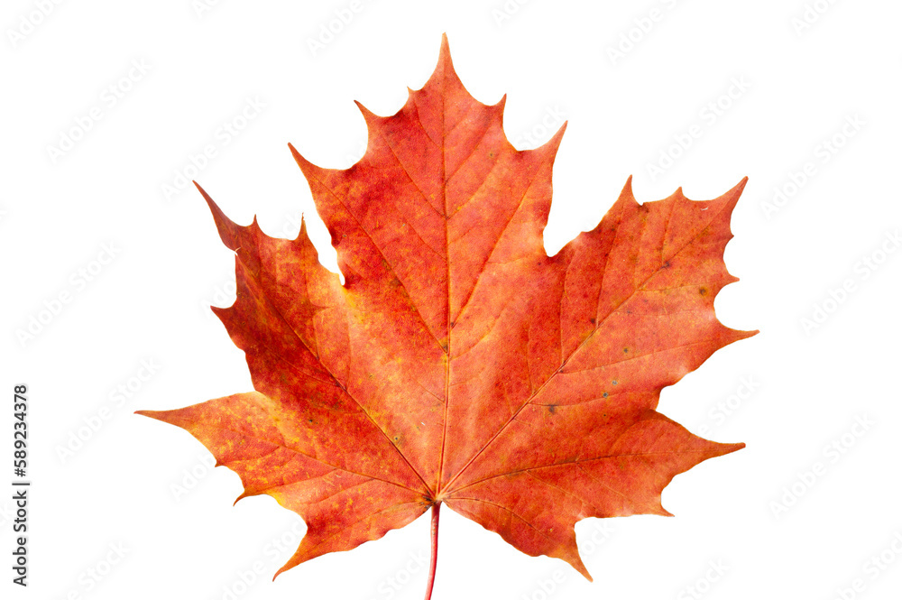 isolated leaf of maple tree over transparent background isolated leaf of maple tree over transparent background