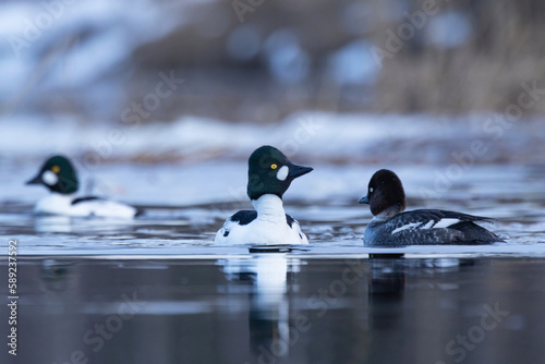 A male Common goldeneye duck displaying and swimming next to other Goldeneyes on an early spring evening in Estonia, Northern Europe 