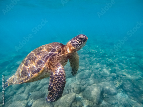 Hawaiian Green Sea Turtle © Mariusz Blach