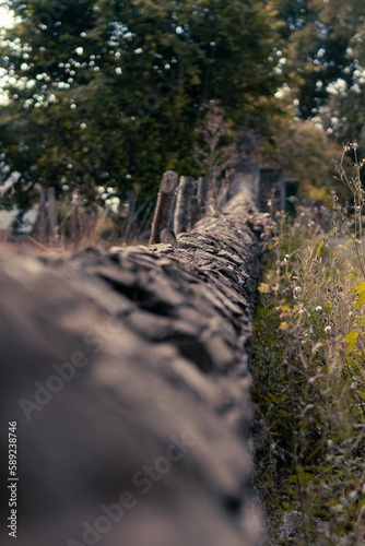 path in the forest