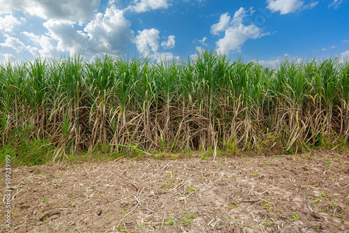 sugarcane farm,Sugarcane plantation on dry ground with sky in summer.