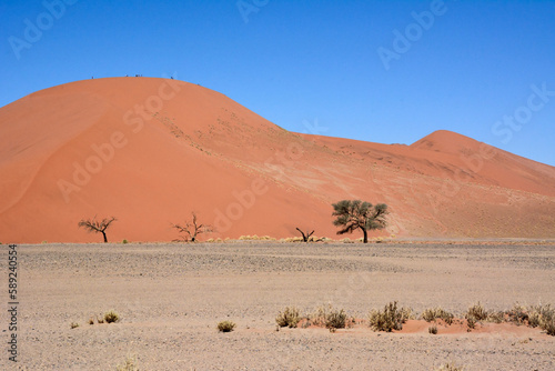 A few small trees grow under the huge dunes of the desert. In the foreground are sparse bushes