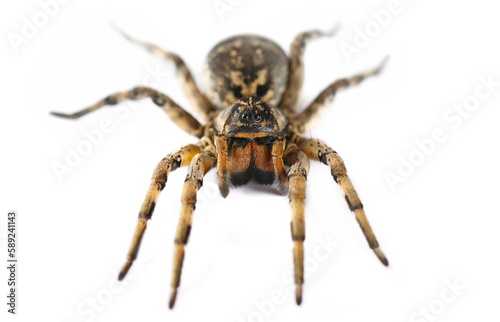 Giant hairy spider, Geolycosa vultuosa isolated on white, Europe 