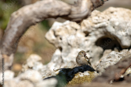 uccello della specie fringuello