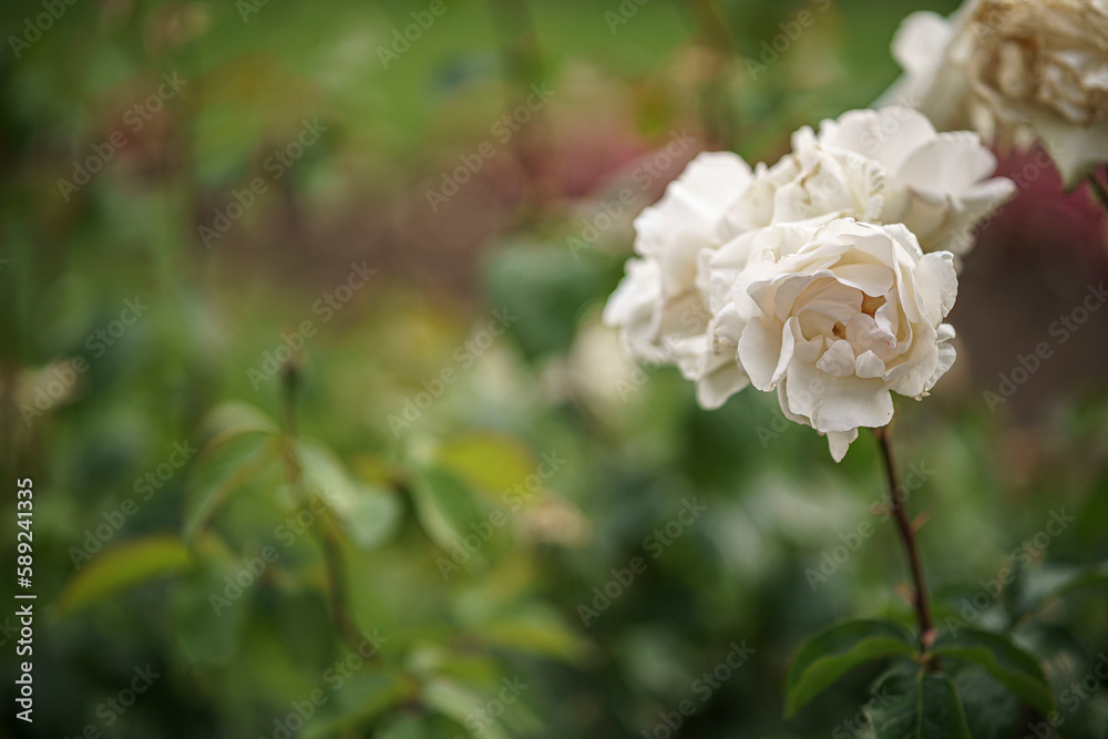 rose in the garden rose in the garden