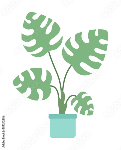 Big leaves monstera indoor houseplant semi flat color vector object. Editable icon. Full sized element on white. Simple cartoon style spot illustration for web graphic design and animation