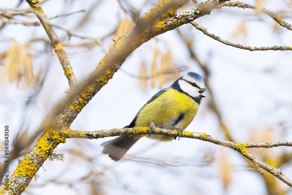 A small Blue tit perched on a Common hazel branch and singing during a sunny spring day in Estonia, Northern Europe A small Blue tit perched on a Common hazel branch and singing during a sunny spring day in Estonia, Northern Europe