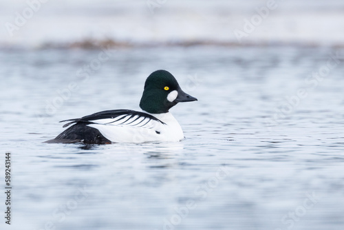 A closeup of a male Common goldeneye duck swimming on an early spring evening in Estonia, Northern Europe	 photo