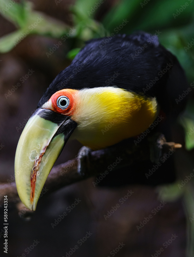Fototapeta premium Green billed Toucan