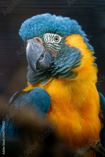 Blue-throated macaw