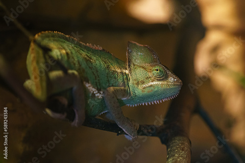 Veiled chameleon