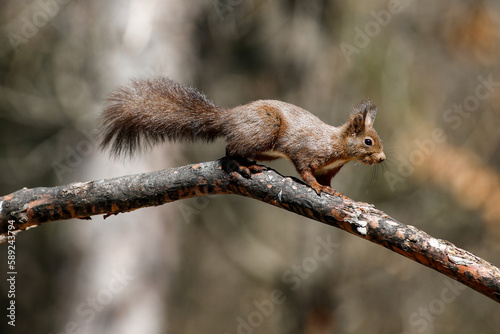 scoiattolo sopra un ramo