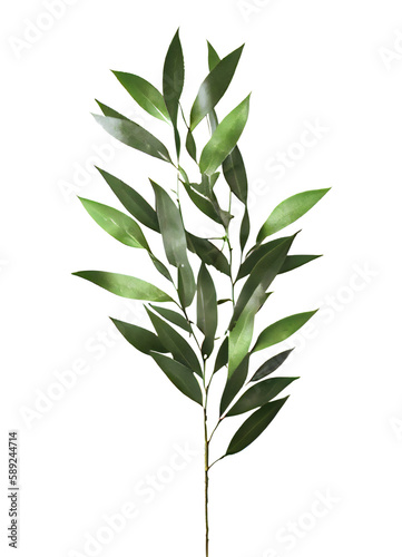 green leaves on transparent background  Italian Ruscus Branch on isolated white background